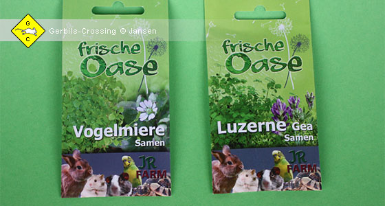 Rennmaus Grünfutter Samen