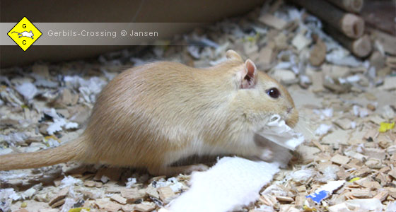 Rennmaus sammelt Nestmaterial