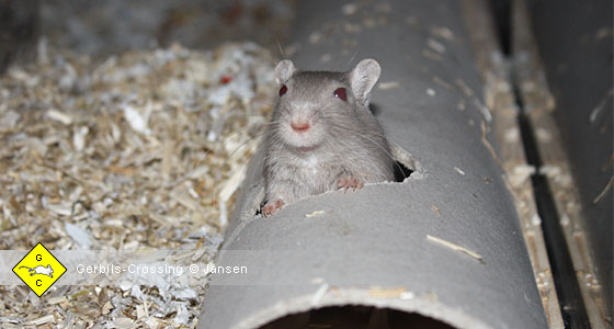 Rennmaus Beschäftigung gegen Langeweile