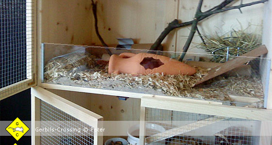 Rennmaus Terrarium Selbstbau