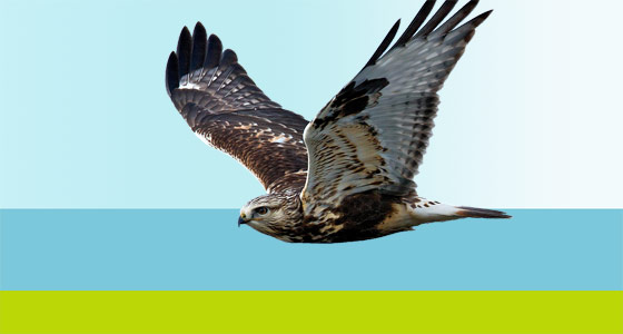 Rennmaus Alarm Raubvogel