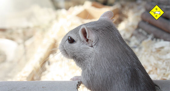Sehvermögen der Rennmaus