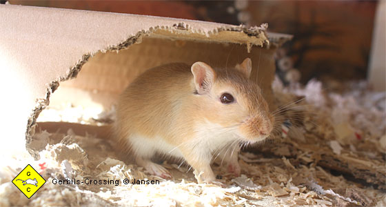 Rennmäuse sind Nagetiere