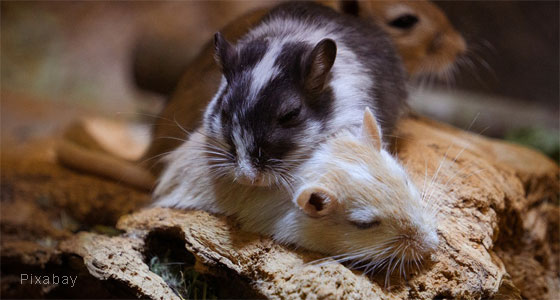 Rennmäuse aus dem Tierheim