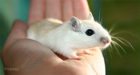 Pro-Rennmaus