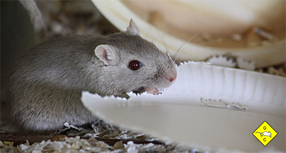 Rennmaus Einstreu aus eigener Herstellung