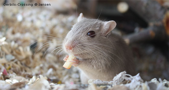 Rennmaus Beschäftigung gegen Langeweile