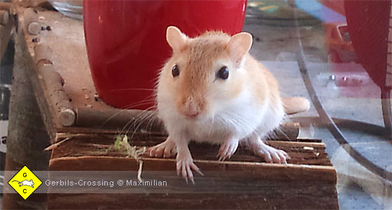 Rennmaus Krallepflege