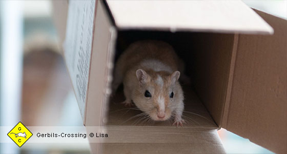 Rennmaus Tunnelsystem
