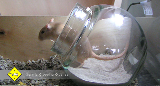 Rennmaus Badesand Glasbehälter