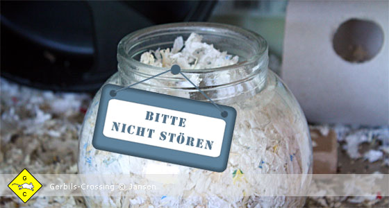 Rennmaus Sandbad als Schlafnest