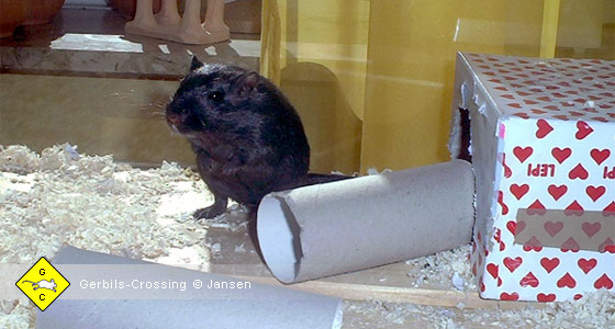 Basteln für die Rennmaus mit wenig Aufwand
