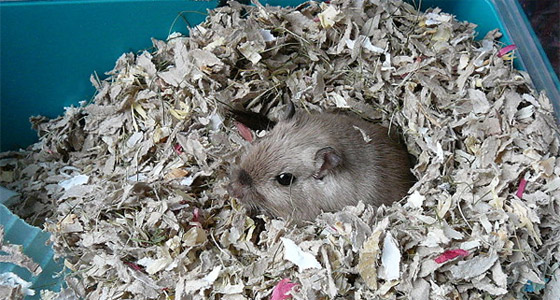 Rennmaus Beschäftigung gegen Langeweile