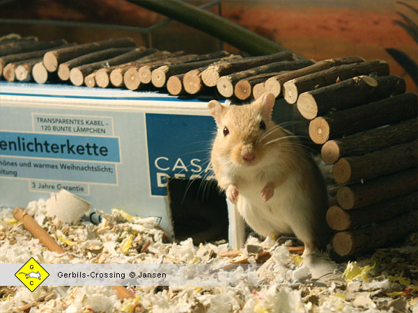 Verhalten der Rennmaus beim Fressen