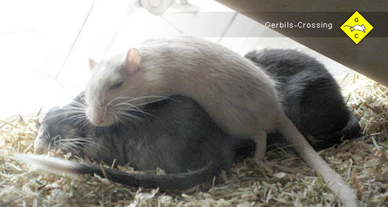 Rennmaus Schlafverhalten