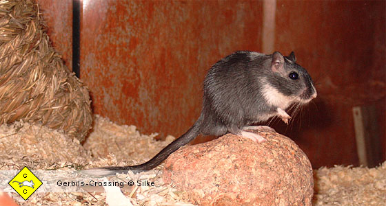 Rennmaus Wüstenrennmaus