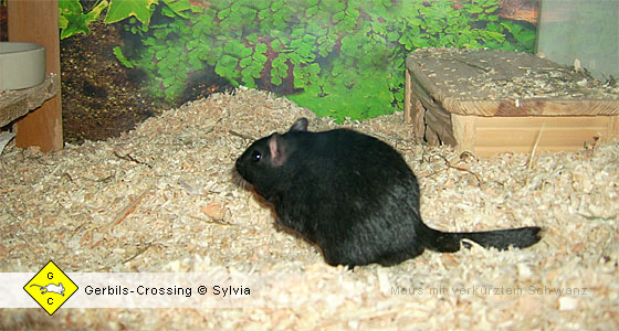 Rennmaus abgestreifte Schwanzhaut