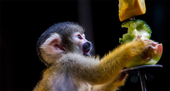 Rennmaus Beschäftigung gegen Langeweile
