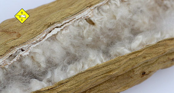 Rennmaus Kapok-Schoten