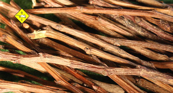 Rennmaus Nagematerial - Weinreben