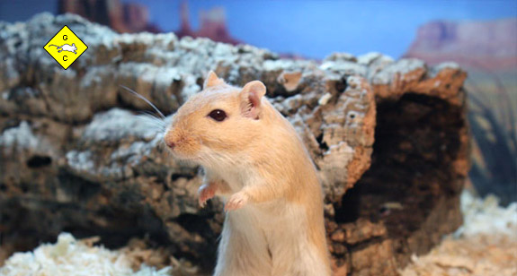 Rennmaus Korktunnel