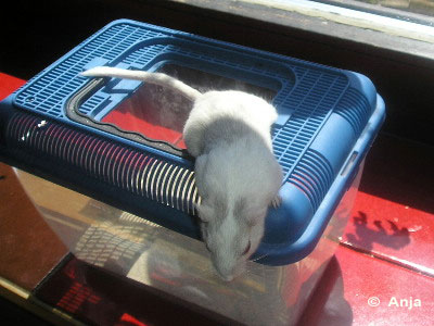 Rennmaus Sandbad Chinchillasand Trasportbox