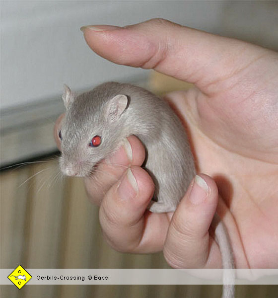 Rennmaus Wüstenrennmäuse als Haustier