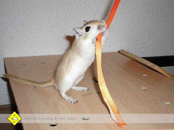 Rennmaus Abwechslung und Neues gegen Langeweile