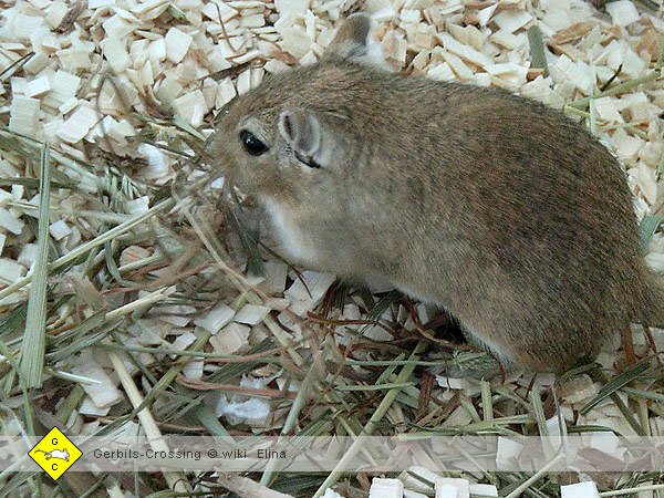 Rennmaus Abwechslung und Neues gegen Langeweile
