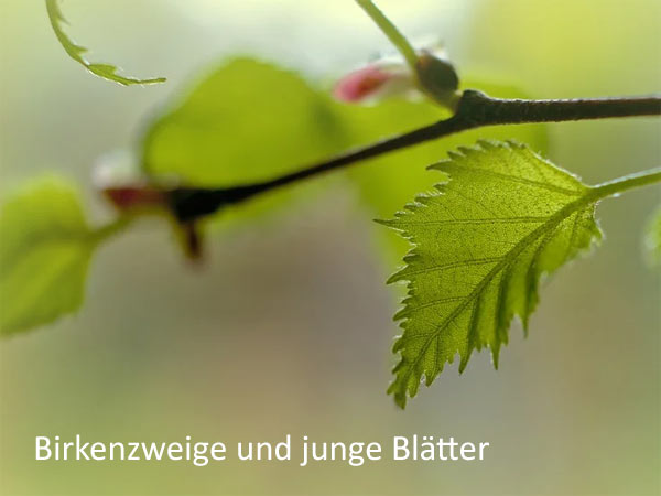 Rennmaus Nagematerial Birkenzweige