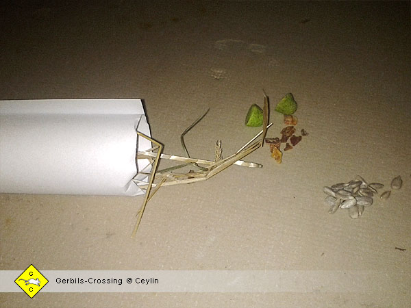 Futterversteck für Rennmäuse basteln