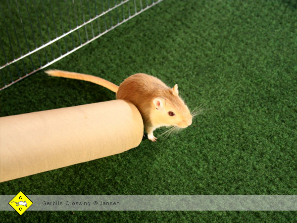 Rennmaus Röhre zum Einfangen