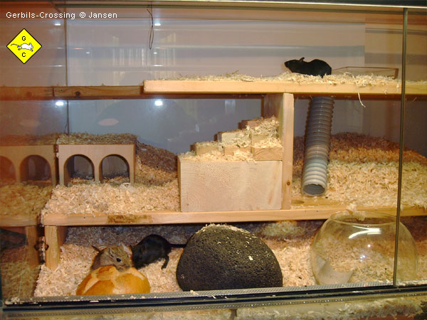 Rennmaus Terrarium Klettermöglichkeiten
