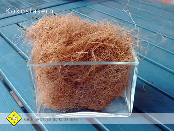 Rennmaus Terrarium Einstreu Kokosfasern