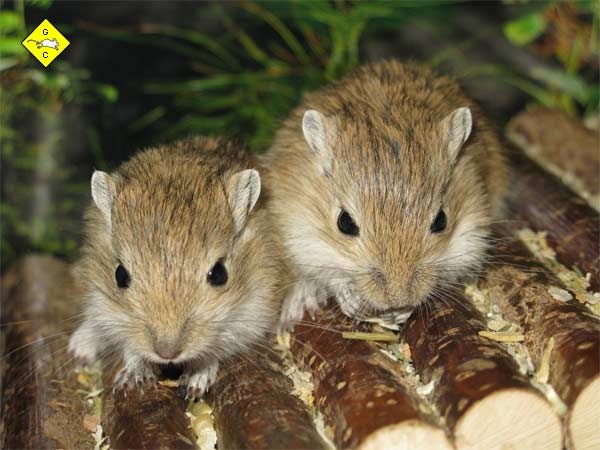 Rennmaus Wüstenrennmaus