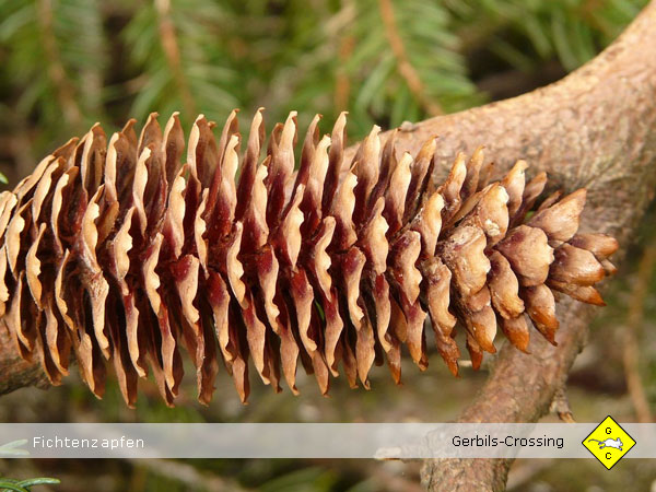 Rennmaus Nagematerial Fichtenzapfen