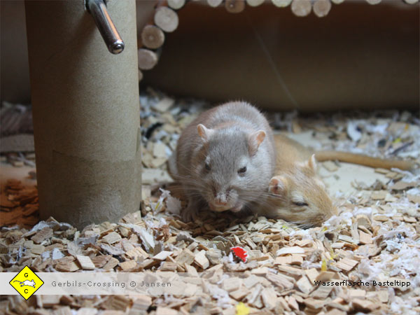 Rennmaus Wasserflasche im Papprohr