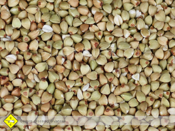 Buchweizen Zusatz zur Futtermischung Rennmausfutter