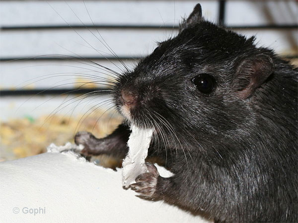 Rennmaus Nagematerial