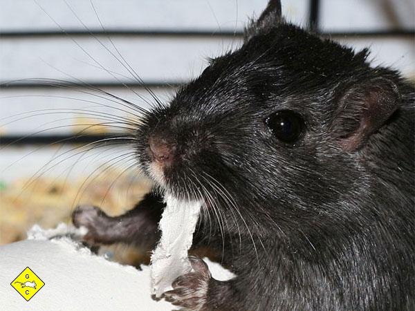 Rennmaus Lieblingsbeschäftigung Nagen Papprollen