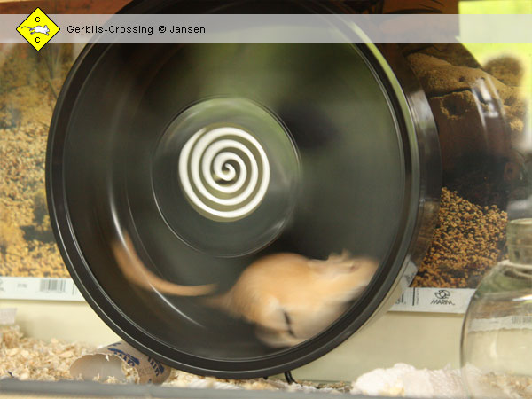 Rennmaus Terrarium Laufrad