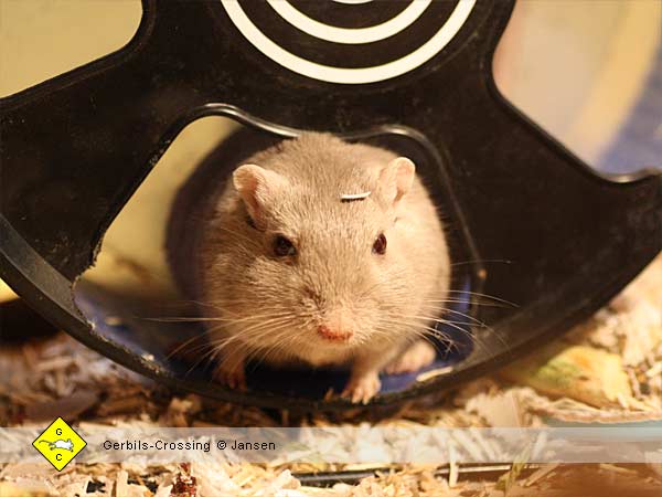 Rennmaus Terrarium Laufrad