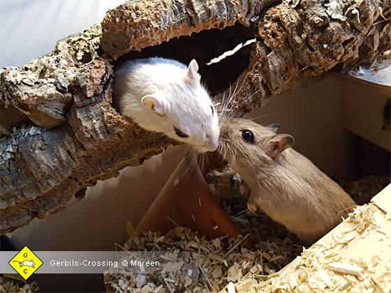 Gruppenfremde Tiere werden angegriffen