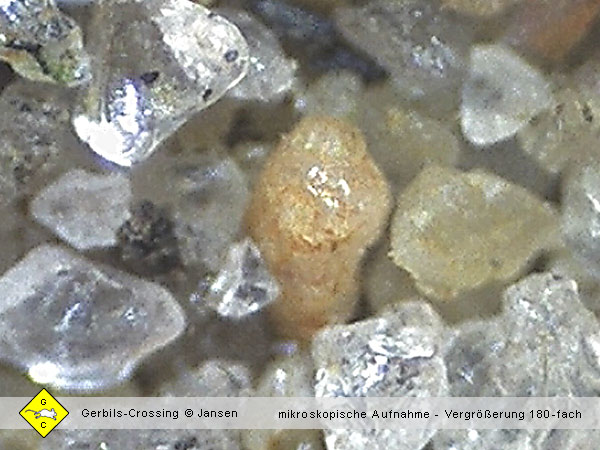 Rennmaus Sandbad Sandsorten mikroskopische Aufnahmen