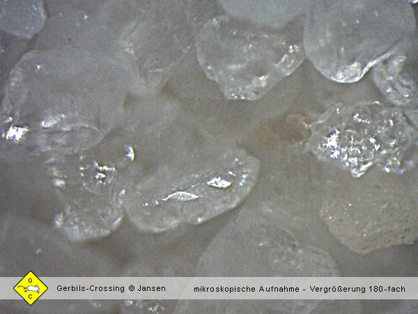 Rennmaus Sandbad Sandsorten mikroskopische Aufnahmen