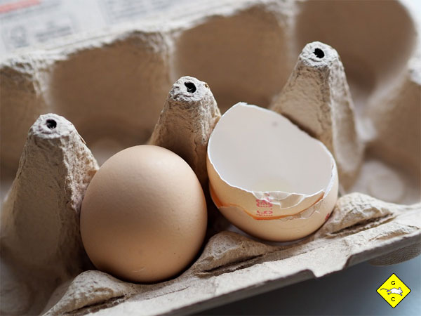 Rennmaus Nagematerial Eierkarton