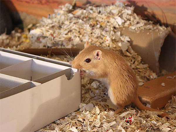 Rennmaus Nagetier