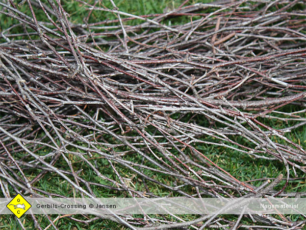 Rennmaus Nagematerial Birkenzweige