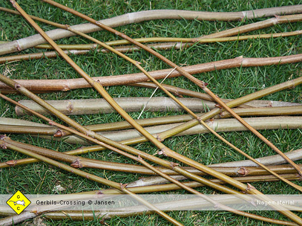 Rennmaus Nagematerial Weidenzweige