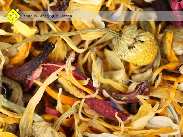 Getrocknete Kräuter + Blüten Rennmausfutter
